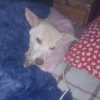 پیدا شده|حیوانات|رباطکریم, کیکاور|دیوار