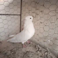 نره‌سفید چشم زرد