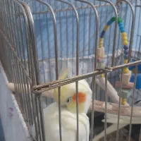 ۲تا عروس هلندی سخنگو