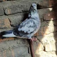 کبوتر|پرنده|سرخنکلاته, |دیوار