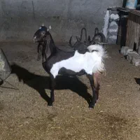 پازن و تیشتر|حیوانات مزرعه|چغادک, |دیوار