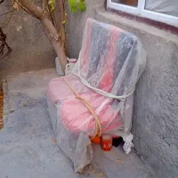 فروش دو عدد دوچرخه ۱۶ویک میزو صندلی غذاخوری ۴نفره|دوچرخه، اسکیت، اسکوتر|قروه, |دیوار