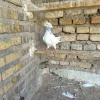 کبوتر پرشی|پرنده|خرمشهر, |دیوار