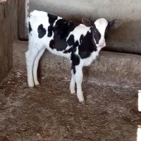 گوساله ماده یک ماهه