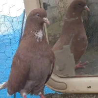 کبوتر|پرنده|رشت, آتشگاه|دیوار