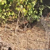 ۴ عدد مرغ تخم گذار یک خروس|حیوانات مزرعه|مرزنآباد, |دیوار