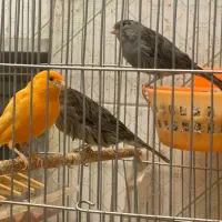 قناری و طوطی گرینچیک|پرنده|یزد, |دیوار