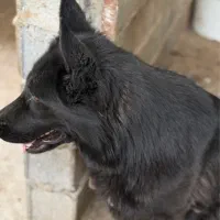 ژرمن بلک موبلند ماده شولاین