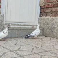 کفتر