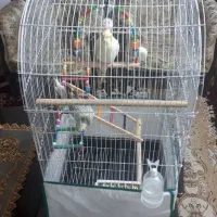 گمشده ۲عدد عروس هلندی