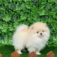 پامرین خرسی عرروسکی