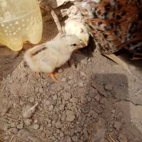 جوجه دو روزه...