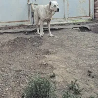 سگ میکس