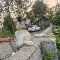 توله خراسانی