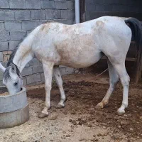 اسب مادیان|اسب و تجهیزات اسب‌سواری|سیلاخور, |دیوار