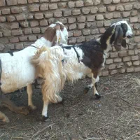 2عدد بز پاکستانی بزغاله عالی از همه نظر|حیوانات مزرعه|خلیل آباد, |دیوار