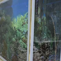 آکواریوم سالم و بزرگ|ماهی|رشت, دیلمان|دیوار
