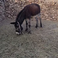 الاغ نر
