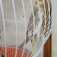 یک جفت عروس هلندی تقریبا ۵ ماهه