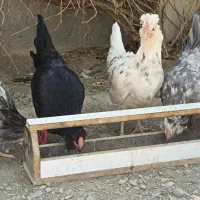 تخم نطفه دار برهما،و تخم گلین طوسی|حیوانات مزرعه|مشهد, موسوی قوچانی|دیوار