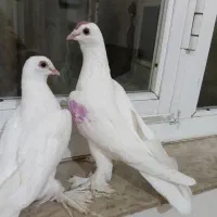 کبوتر‌لوتی