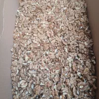 مغز گردو ایرانی تازه