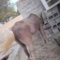 اسب|اسب و تجهیزات اسبسواری|سیریک, |دیوار