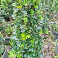 گل گیاه|عمده‌فروشی|رودسر, |دیوار