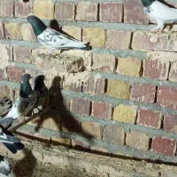 کفتر|پرنده|بمپور, |دیوار