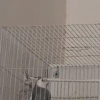 یک جفت عروس هلندی ایزابلا و وایت فیس|پرنده|گلبهار, شهر جدید گلبهار|دیوار