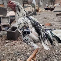 خروس لاری|حیوانات مزرعه|سبزوار, شهرک جهاد|دیوار