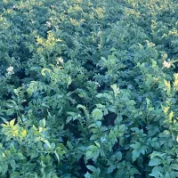 به یک نفر آبیار نیازمندیم