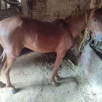 اسب کورد۴ساله|اسب و تجهیزات اسبسواری|اهر, |دیوار