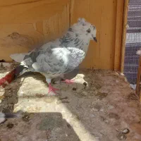 کبوتر|پرنده|کرج, فاز ۲ مهرشهر|دیوار