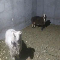 گوسفند‌کیلویی۴۰۰|حیوانات مزرعه|یزد, |دیوار