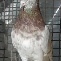 کفتر