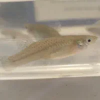 « ماهی گوپی »