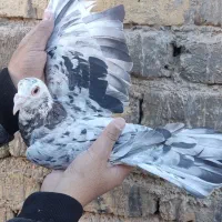 کبوتر سرور،زیل،پلاکی،خوشرنگ،روسری