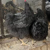 یک جفت نیمچه پلی موت راک|حیوانات مزرعه|اهواز, شهرک نفت|دیوار