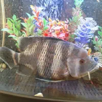 ماهی سیچیلاید28سانت