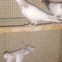 تارشده کبوتر