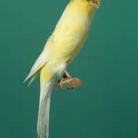 قناری