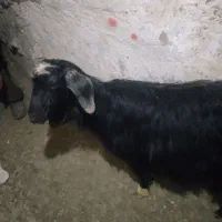 بز و بزغاله