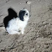 گمشده|حیوانات|سامن, |دیوار