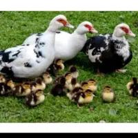 اردک خارجی بالغ