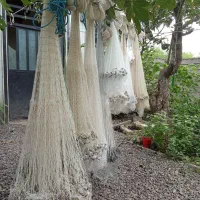 تعداد تور پرتابی یا ماش یا سالک|ماهیگیری|رودسر, |دیوار