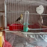 عروس هلندی نر ماده با قفس