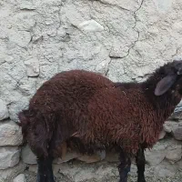 بره قوچ افشاری ومیش افشاری|حیوانات مزرعه|بروجن, |دیوار