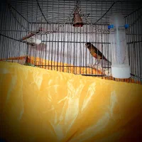 قناری سوخته اصیل سوقدیم شیرازی دارچینی