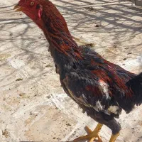 خروس لاری ترک اصیل